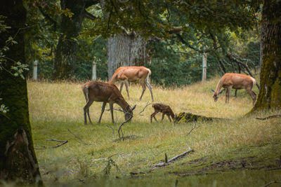 Horses in forest