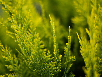 Close-up of fern leaves