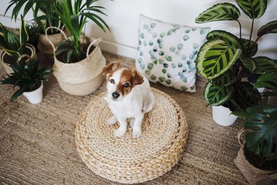 Portrait of dog sitting in basket at home