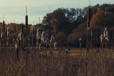 Plants on field against the sky