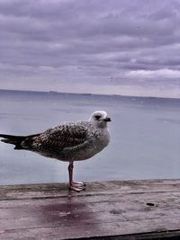 Seagull on a beach