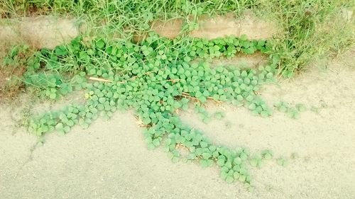 Close-up of ivy on grass