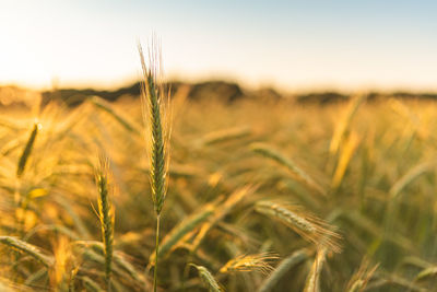 Close-up of wheat growing on field against sky