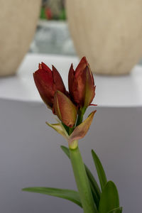 Close-up of pink rose plant