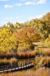 Trees by river against sky during autumn