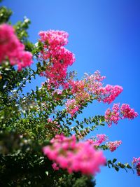 Low angle view of pink flowers