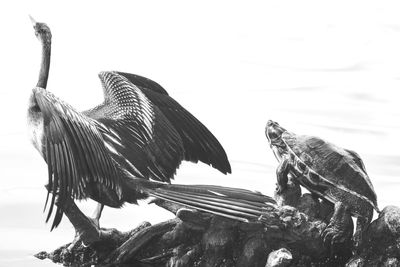 View of birds flying against the sky