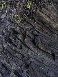 Full frame shot of tree trunk