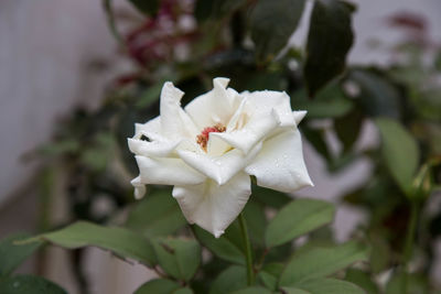 Close-up of flower blooming outdoors