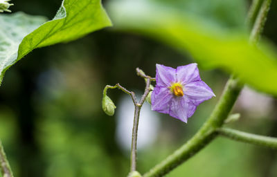 Close-up of purple flowering plant