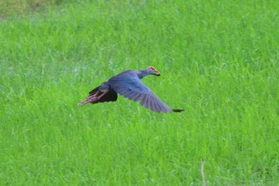 Side view of a bird on grass