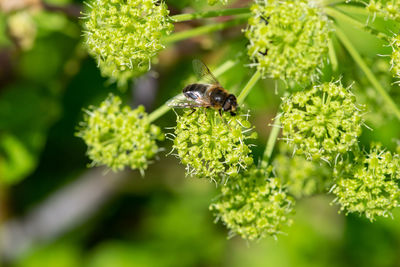 Close-up of insect on flower