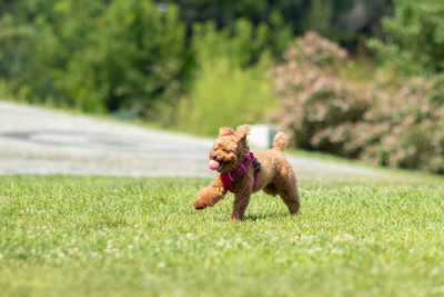 Dog running in a field