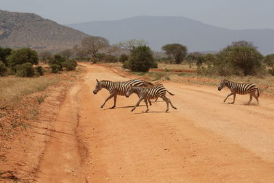 Zebra standing on landscape against sky