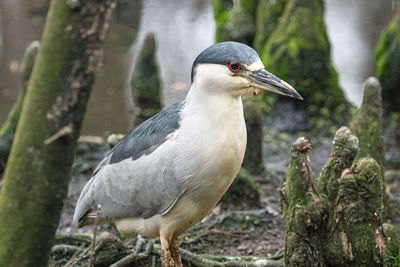 Close-up of bird perching on rock