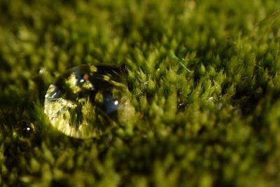 Close-up of insect on grass