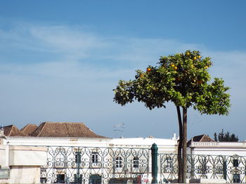 Orange tree by fence against sky