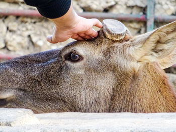 Close-up of hand feeding horse