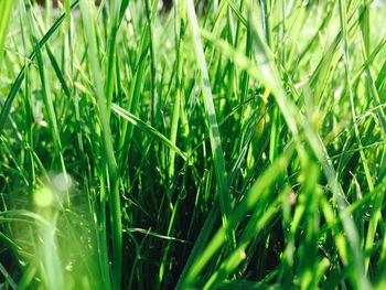 Close-up of wheat growing on field