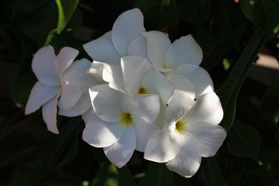 Close-up of white flowers