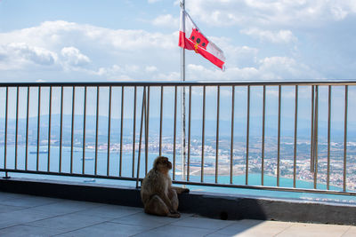 Side view of woman sitting on railing