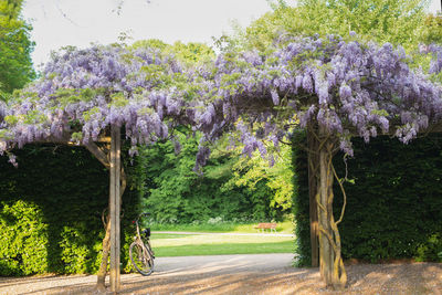 Purple flowering plants by road in park