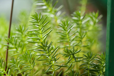 Close-up of pine tree