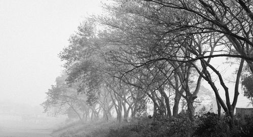 Low angle view of trees against sky