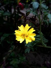 Close-up of yellow flower blooming outdoors