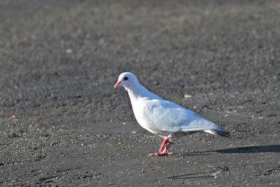 Close-up of seagull perching on a land