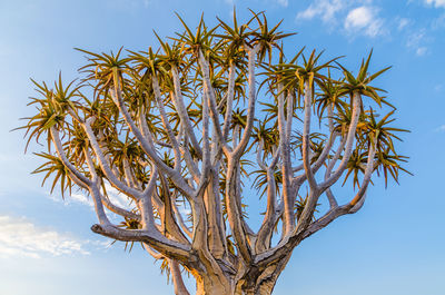 Low angle view of plant against sky