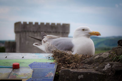 Close-up of seagull perching on rock against sky