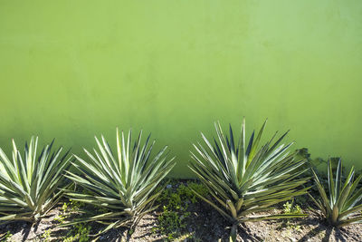 Detail of a garden in oaxaca with agaves to produce the traditional alcocholica drink called mezcal