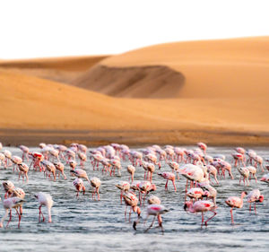 Flock of birds on lake against sky