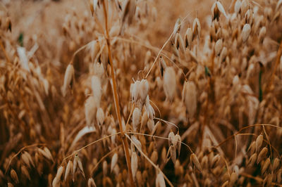 Close-up of dry plants on field