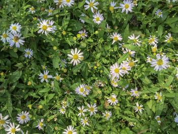 Flowers blooming on field