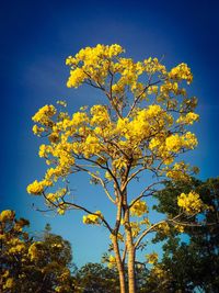 Low angle view of yellow tree against blue sky