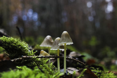 Close-up of mushroom growing on field