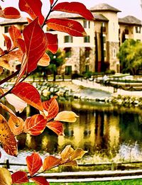 Close-up of leaves in pond