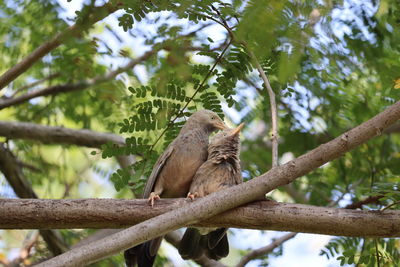 Bird sparrow on a brown tree branch