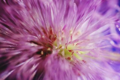 Macro shot of purple flower