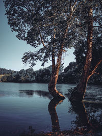 Tree by lake against sky