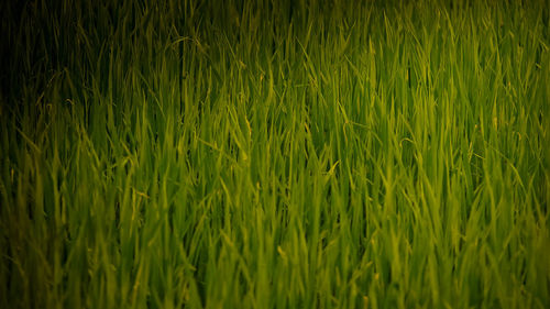 Full frame shot of corn field