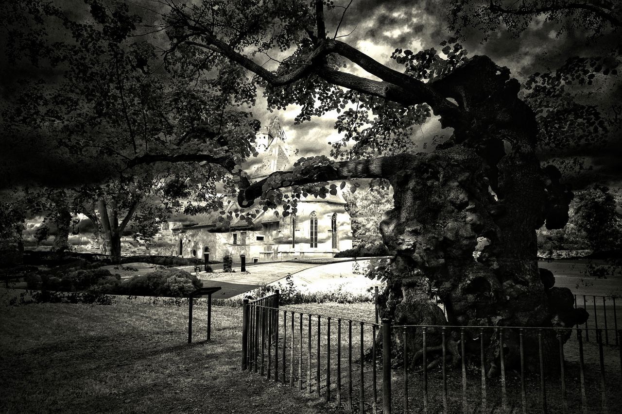tree, plant, darkness, nature, black and white, monochrome, monochrome photography, night, no people, architecture, black, fence, growth, park, outdoors, light, built structure, park - man made space, railing