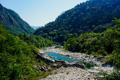 Scenic view of river amidst trees in forest