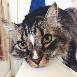 Close-up portrait of a cat