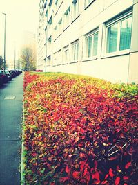 Close-up of plants in front of building