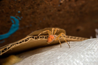 Close-up of spider