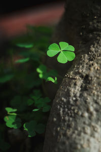 Close-up of green leaves on plant