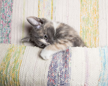 Portrait of kitten relaxing on bed